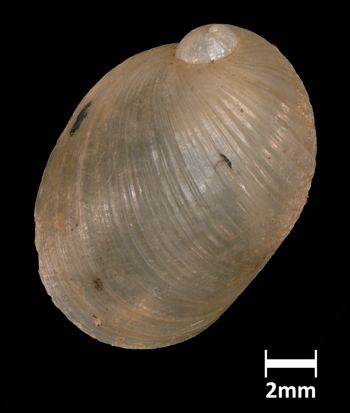 Media type: image;   Malacology 169114 Aspect: dorsal